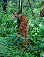 luchs