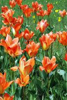 Tulpen