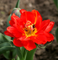 Tulpe